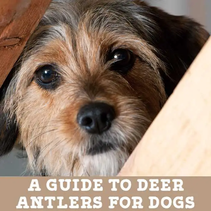 A Guide to Deer Antlers for Dogs (by Jo the Vet) - Kip & Twiggy's