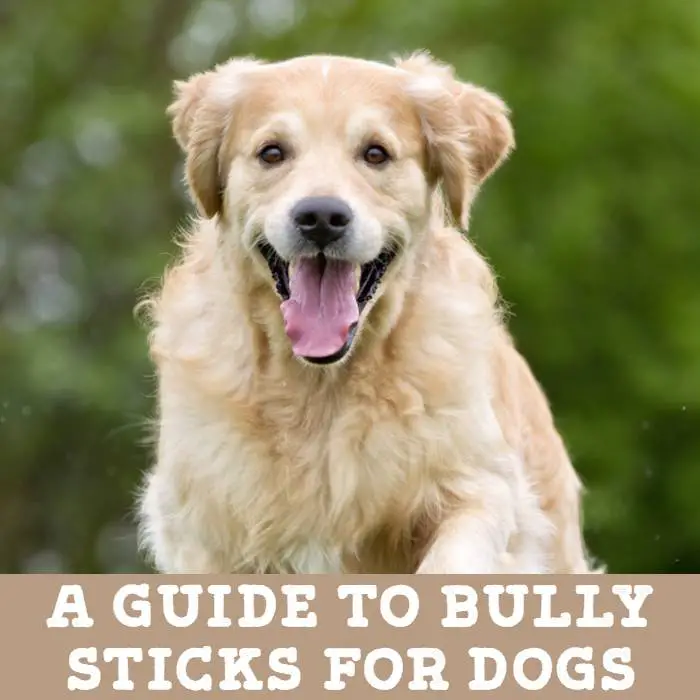 The Truth About Bully Sticks for Dogs (by Jo the Vet)