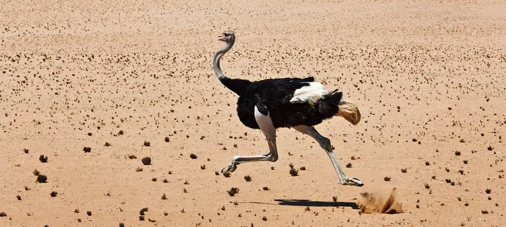 ostrich bones for dogs safe