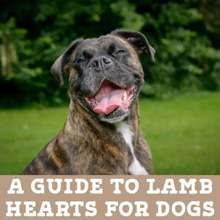 A Guide to Lamb Heart for Dogs (by Jo the Vet)
