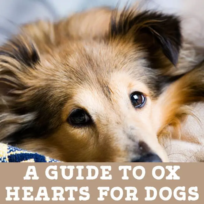 A Guide To Ox Hearts for Dogs (by Jo the Vet)