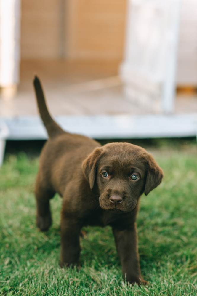 bully sticks for puppies