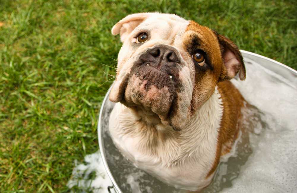 feeding chicken wings to dogs