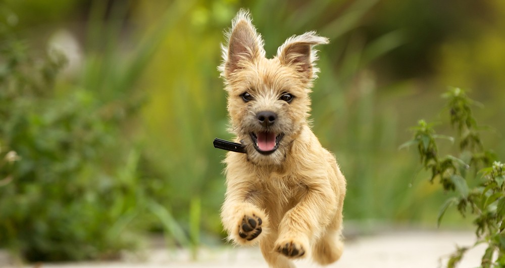 Lamb Ears for Dogs