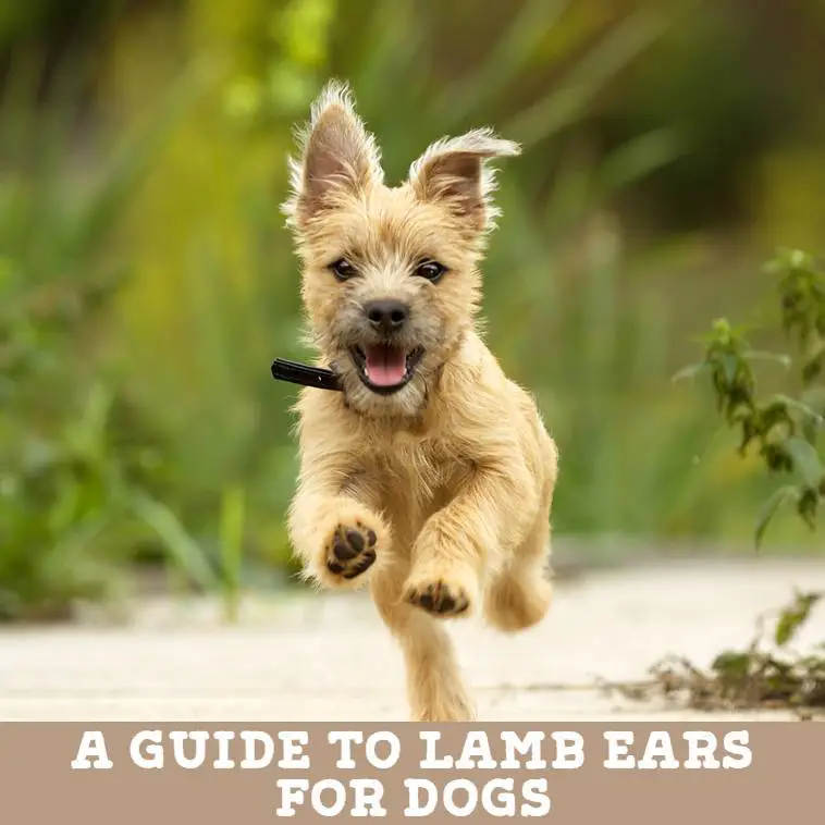 A Guide to Lamb Ears for Dogs (by Ruth the Vet) - Kip & Twiggy's