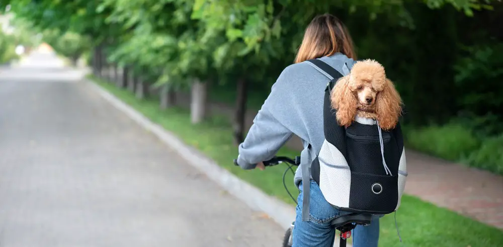 woman cycling carrying her dog in a backpack
