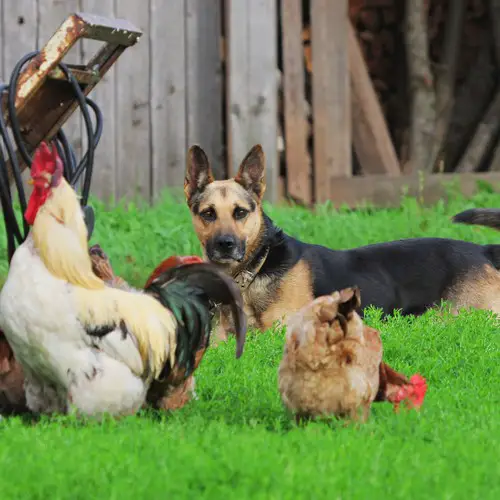 Chicken Allergies in Dogs