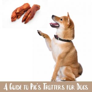 A Guide to Pigs Trotters for Dogs