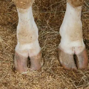 cow hooves for dogs