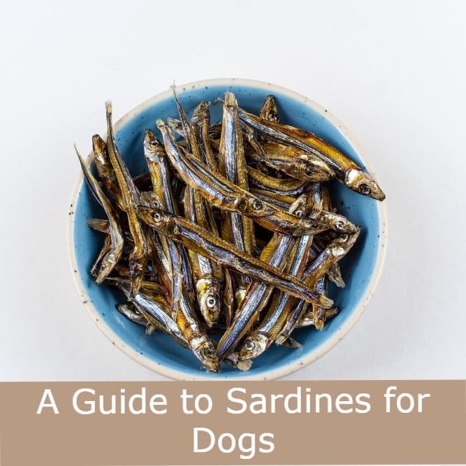 A Guide to Sardines for Dogs by Emma the Vet Kip Twiggy s