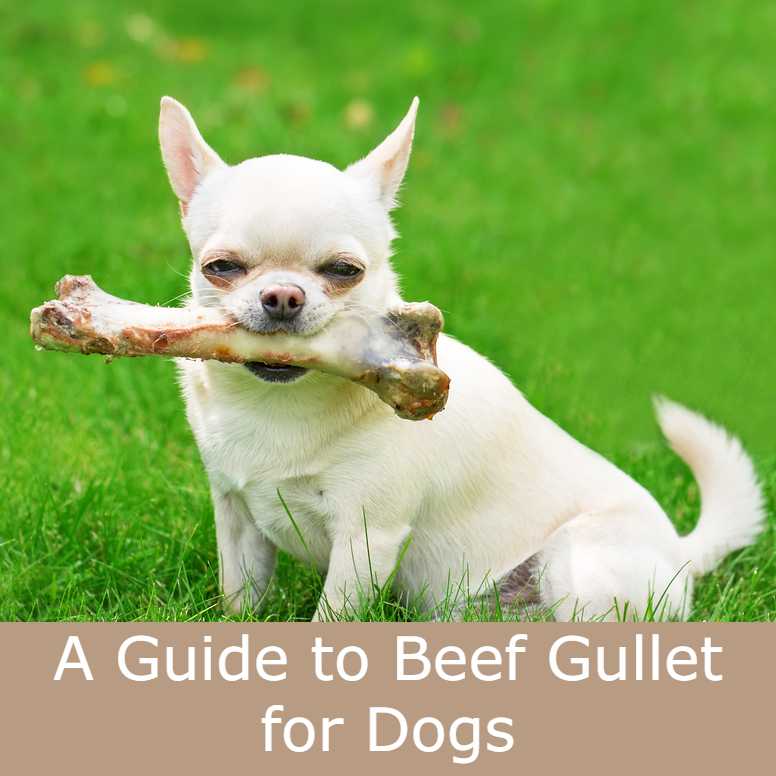 Beef gullet for dogs best sale