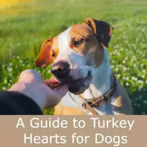 turkey hearts for dogs
