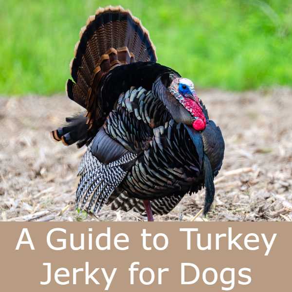 Is turkey jerky on sale bad for dogs