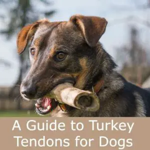 turkey tendons for dogs
